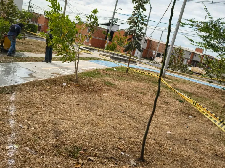 Árboles recién sembrados en una zona verde en proceso de empradización.
