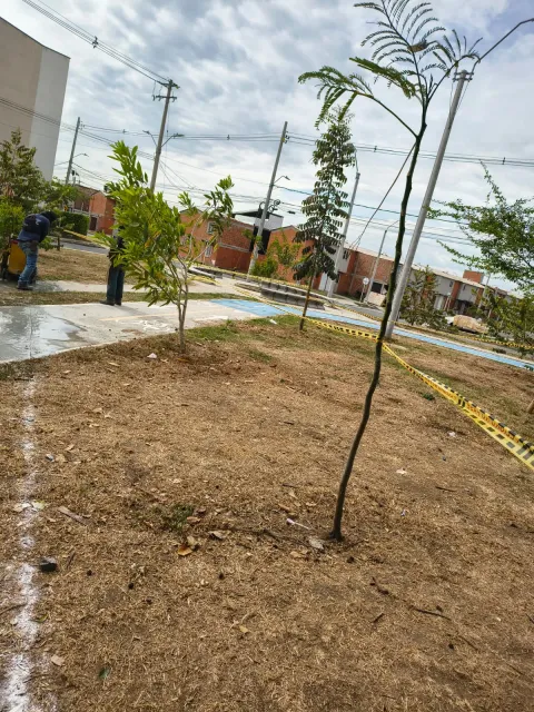 Árboles recién sembrados en una zona verde en proceso de empradización.